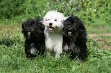 TERRIER DU TIBET 222